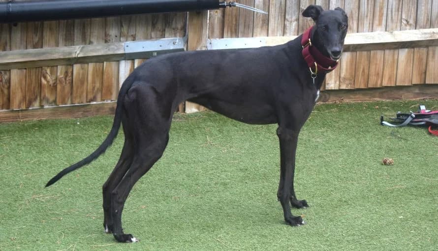 Twinkle, female 4yo Greyhound for adoption at Battersea Dogs & Cats Home, London