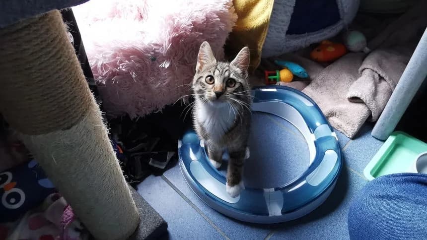 Vesta, female puppy mixed breed for adoption at Battersea Dogs & Cats Home, London