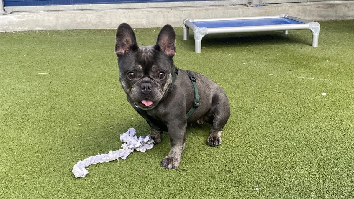 Vienetta, female 3yo English Bulldog for adoption at Battersea Dogs & Cats Home, London