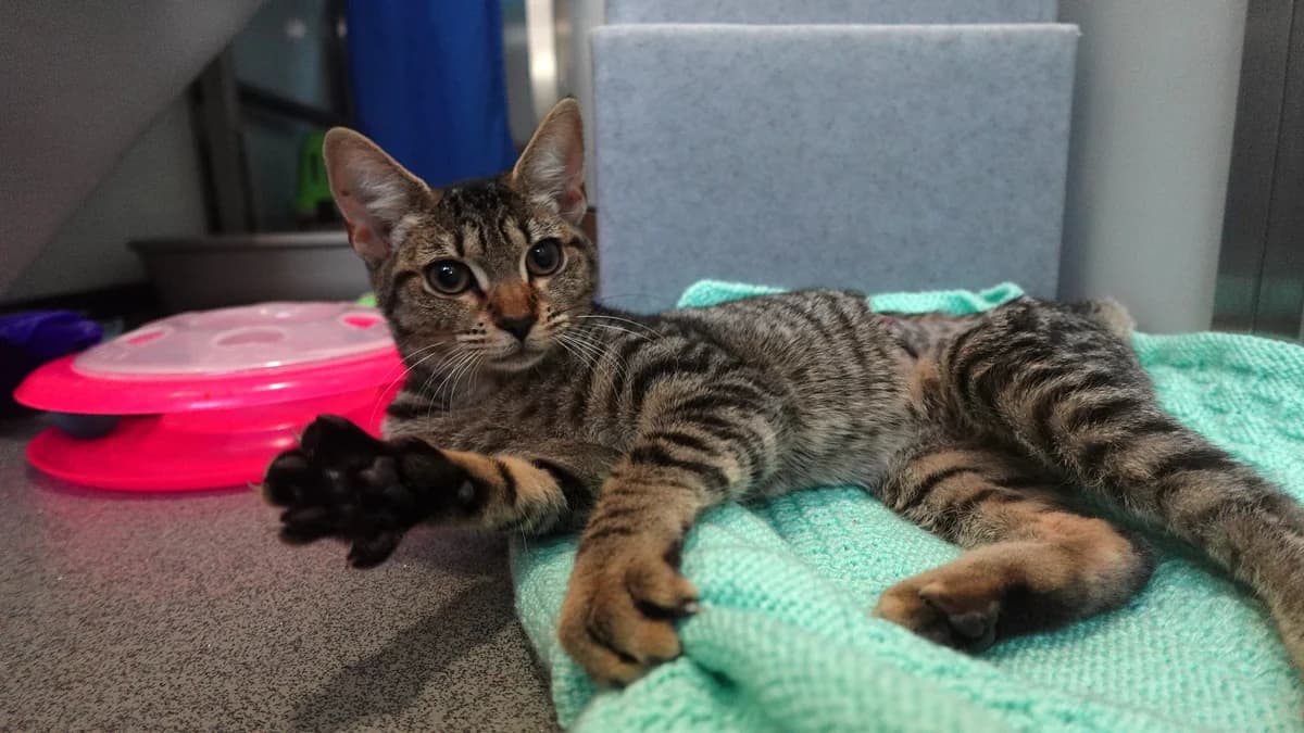 Whisper, female puppy mixed breed for adoption at Battersea Dogs & Cats Home, London