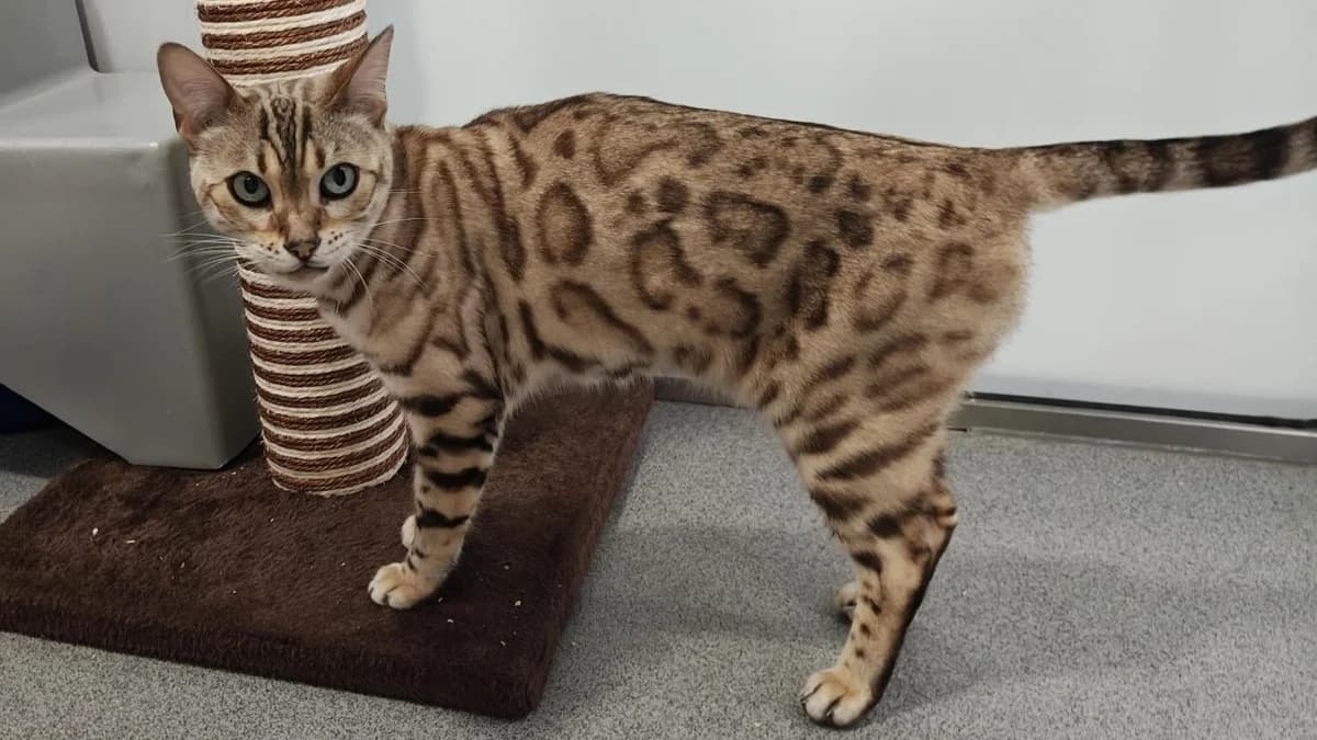 Willow, female 6yo Bengal for adoption at Battersea Dogs & Cats Home, London