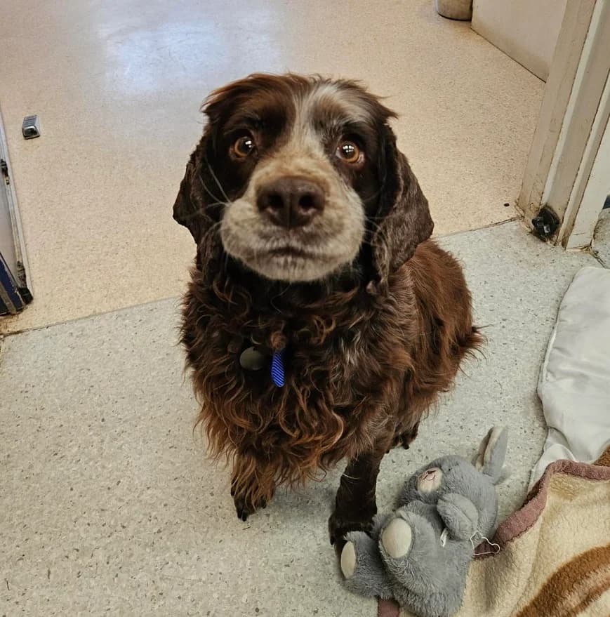 Winnie, female 5yo Cocker Spaniel for adoption at Battersea Dogs & Cats Home, London