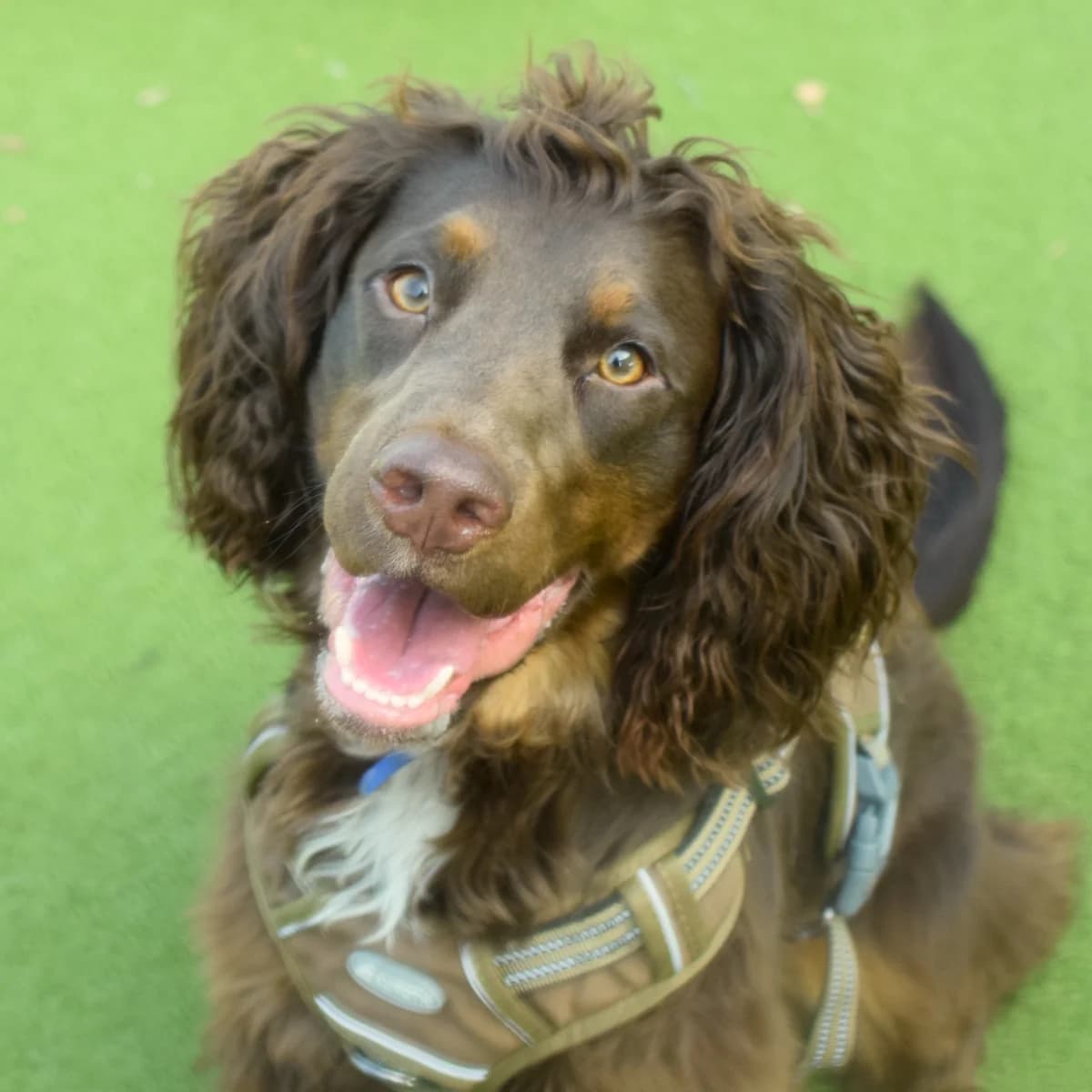 Woody, male young mixed breed for adoption at Battersea Dogs & Cats Home, London