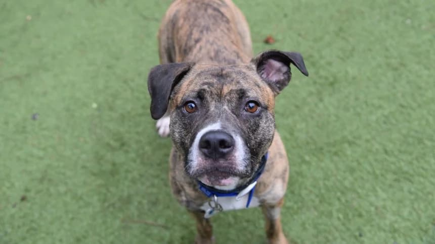 Xena, female 3yo English Bulldog for adoption at Battersea Dogs & Cats Home, London