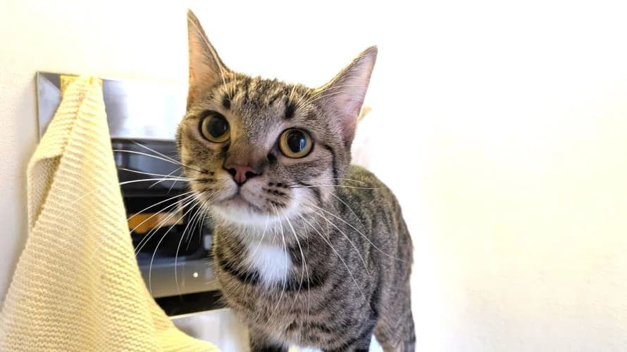 YoYo, female young mixed breed for adoption at Battersea Dogs & Cats Home, London