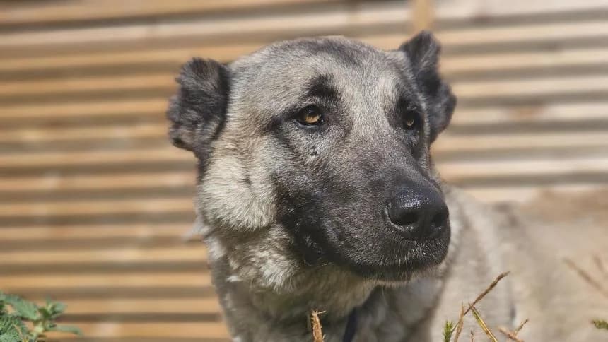 Zilli, female 6yo Kangal for adoption at Battersea Dogs & Cats Home, London