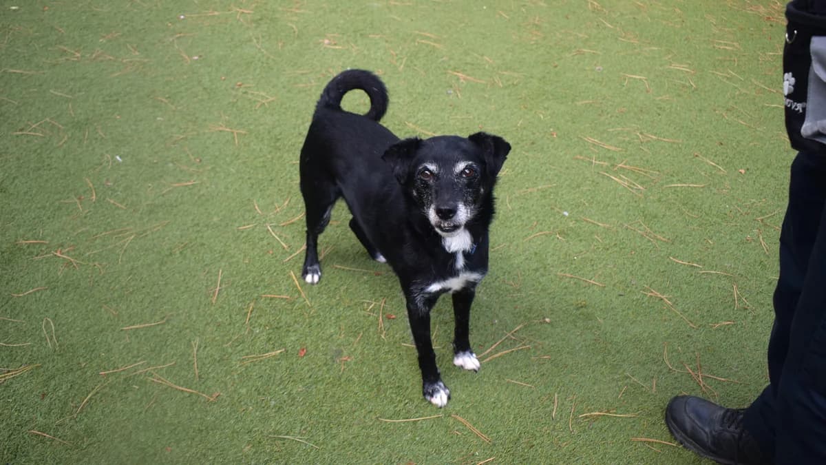 Zobra, male senior mixed breed for adoption at Battersea Dogs & Cats Home, London