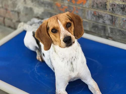 Apple, Beagle for adoption at The Beagle Welfare Scheme
