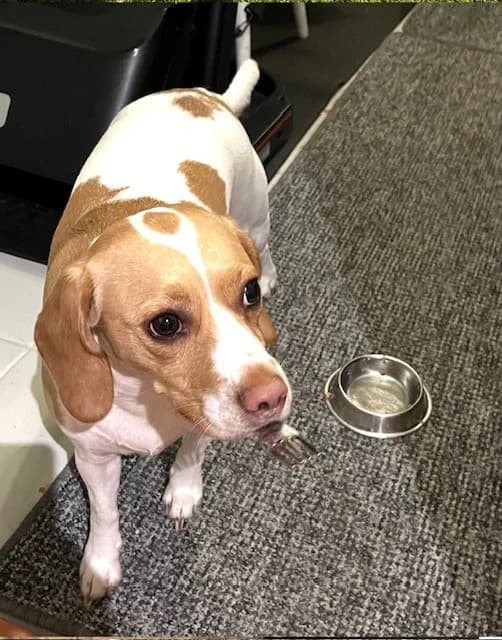 Jenny Bean, puppy Beagle for adoption at The Beagle Welfare Scheme