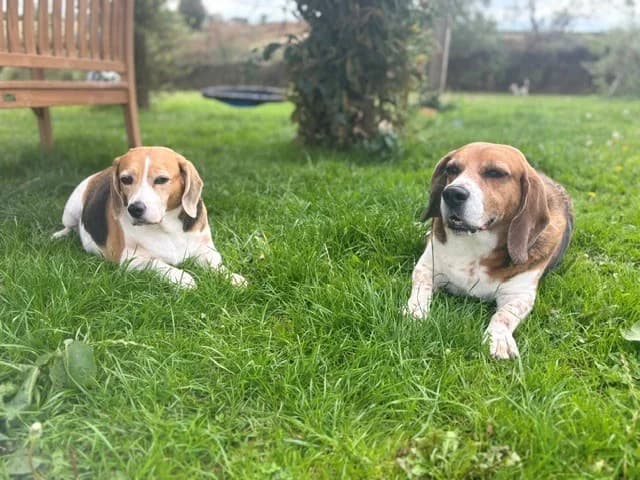 Louis Daisy, senior Beagle for adoption at The Beagle Welfare Scheme