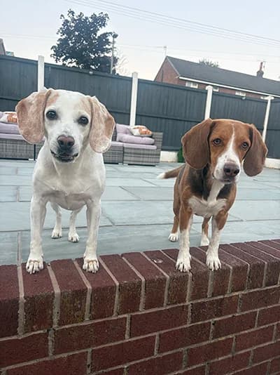 Lucy & Charlie 3557, Beagle for adoption at The Beagle Welfare Scheme