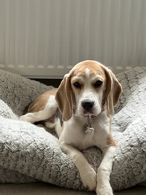 Molly, puppy Beagle for adoption at The Beagle Welfare Scheme