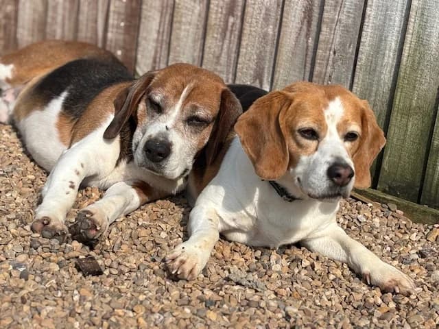 Muffin Biscuit, Beagle for adoption at The Beagle Welfare Scheme
