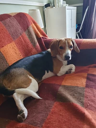 Nova, Beagle for adoption at The Beagle Welfare Scheme