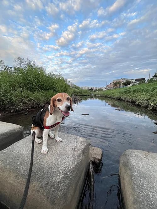 Pickle, Beagle for adoption at The Beagle Welfare Scheme