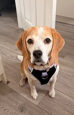 Riley, puppy Beagle for adoption at The Beagle Welfare Scheme