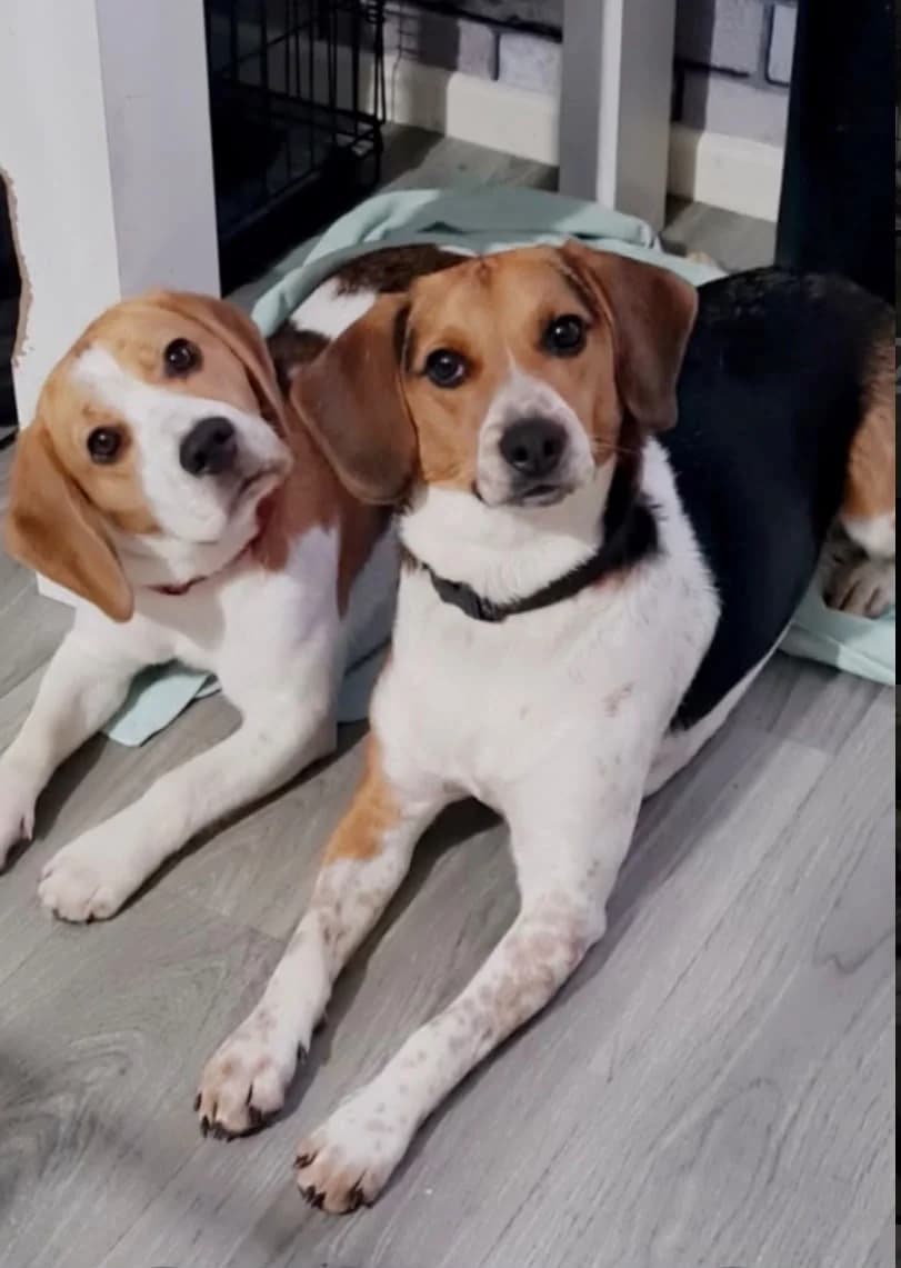 Rocco Bella, Beagle for adoption at The Beagle Welfare Scheme