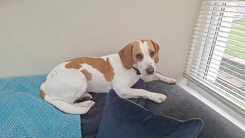 Rupert, Beagle for adoption at The Beagle Welfare Scheme