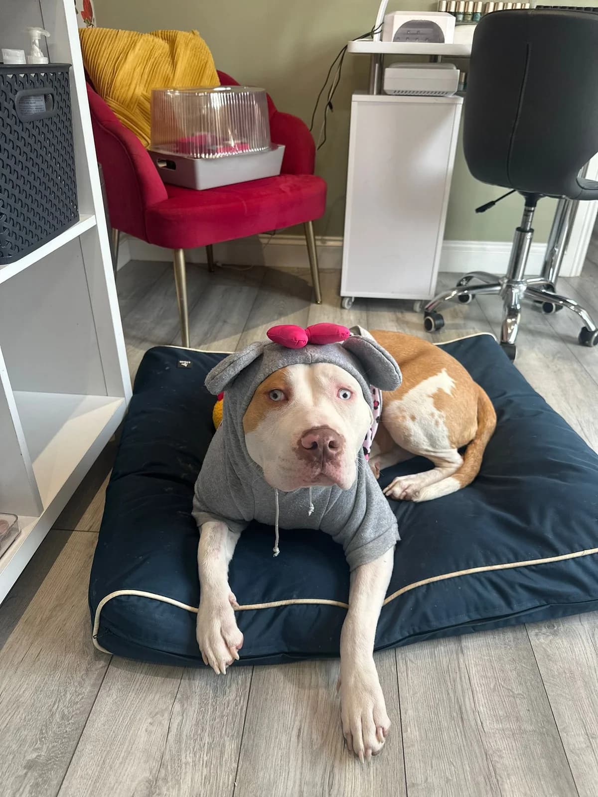 Blue, female puppy mixed breed for adoption at Beds for Bullies, Barnham