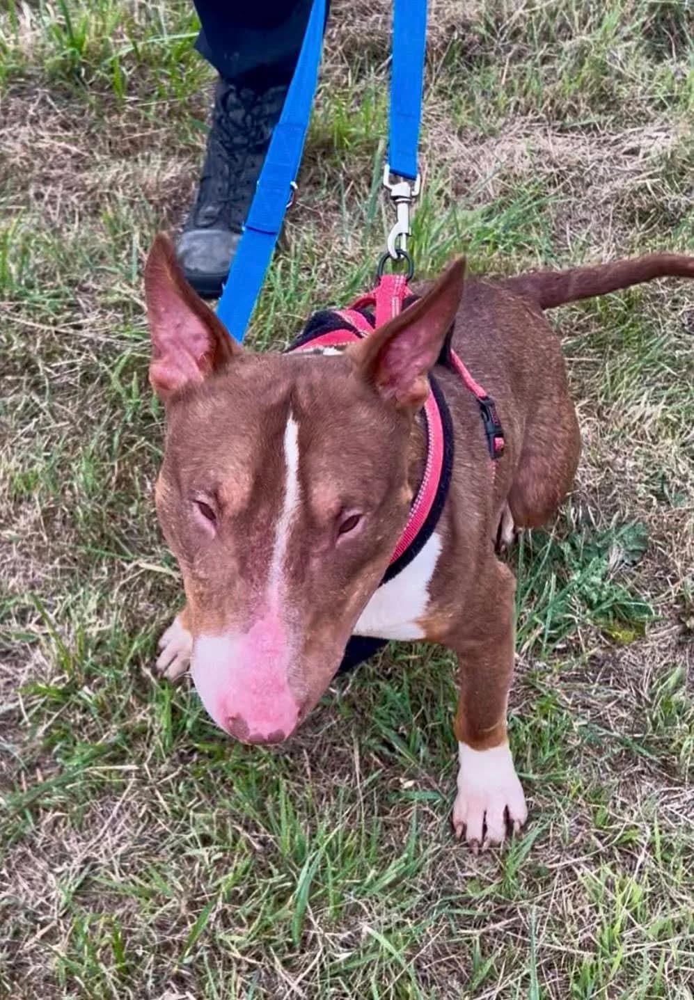 Boycie, male young Bull Terrier for adoption at Beds for Bullies, Barnham