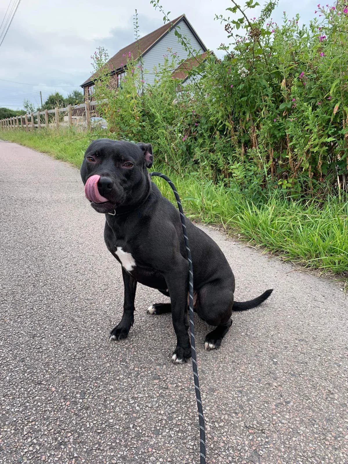Coco, female young Staffordshire Bull Terrier for adoption at Beds for Bullies, Barnham