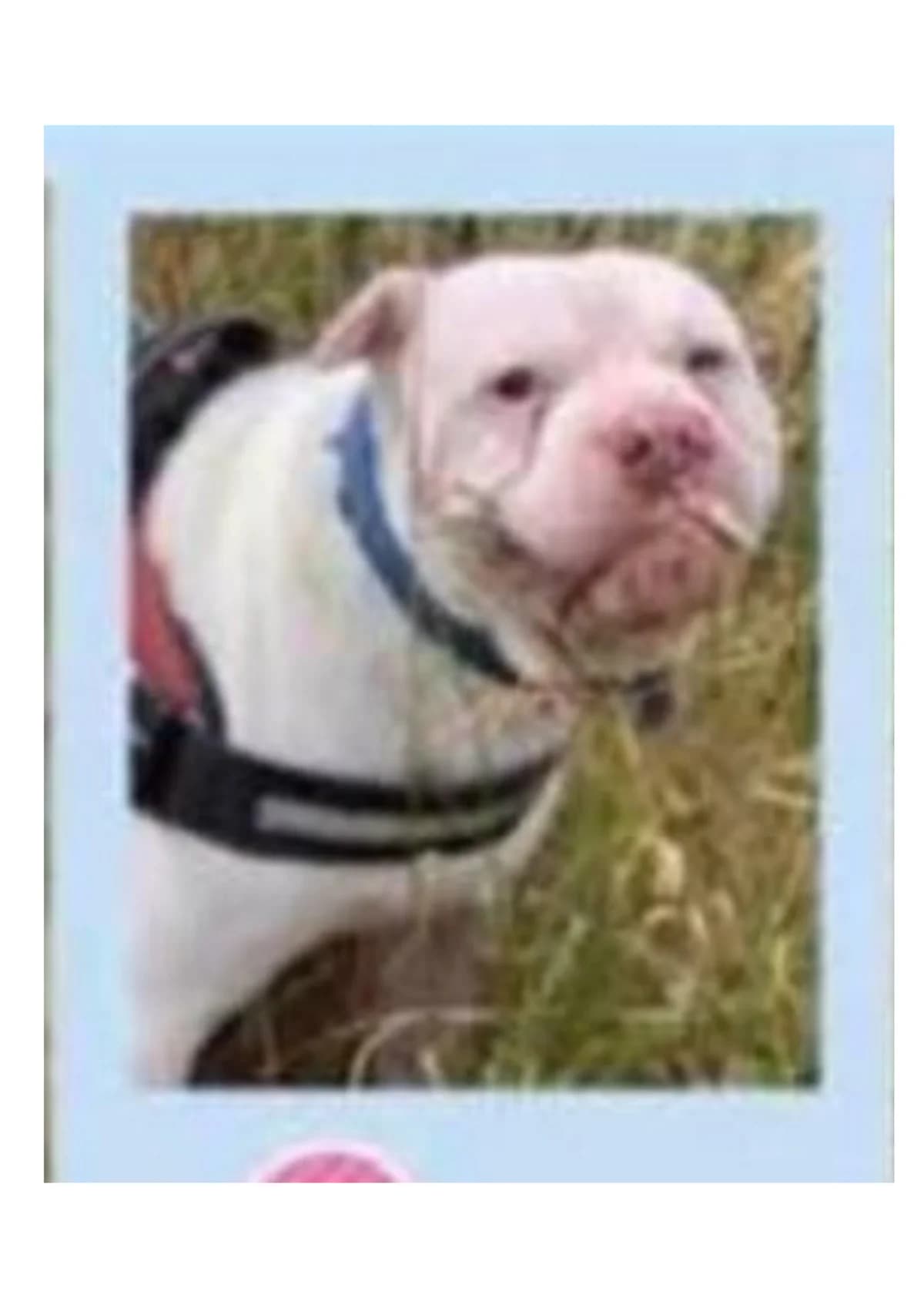 Governor, male 5yo Staffordshire Bull Terrier for adoption at Beds for Bullies, Barnham