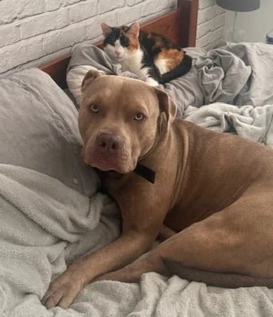 Grey, male 3yo Staffordshire Bull Terrier for adoption at Beds for Bullies, Barnham