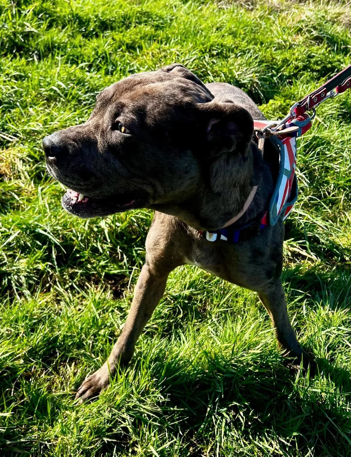 Marnie, female puppy mixed breed for adoption at Beds for Bullies, Barnham