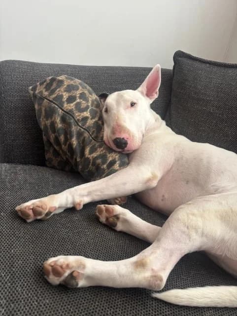 Solomon, male 6yo Bull Terrier for adoption at Beds for Bullies, Barnham