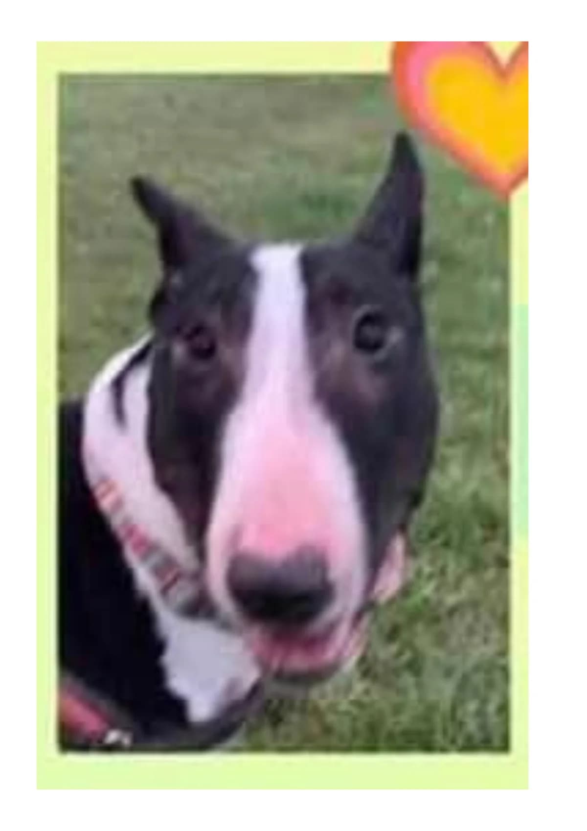 Thor, male 3yo Bull Terrier for adoption at Beds for Bullies, Barnham
