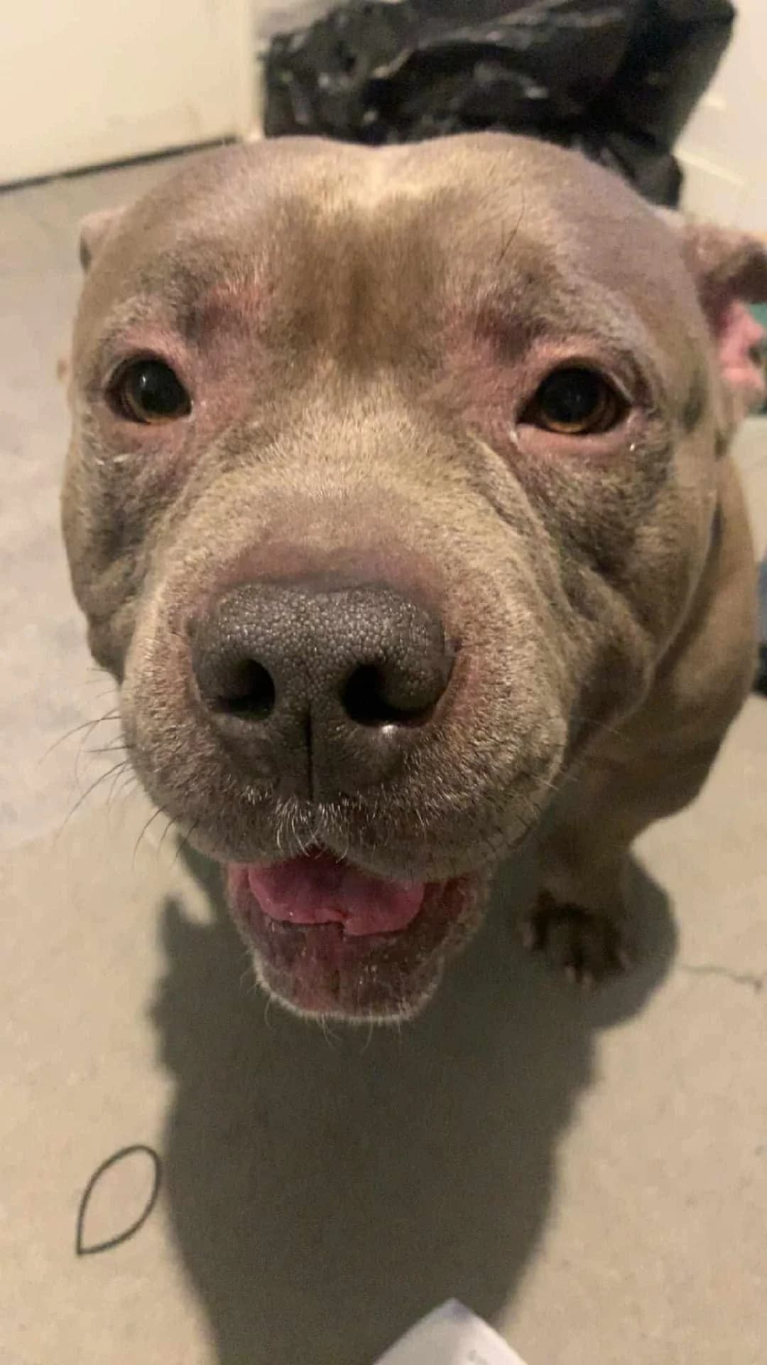 Tyson, male 4yo mixed breed for adoption at Beds for Bullies, Barnham