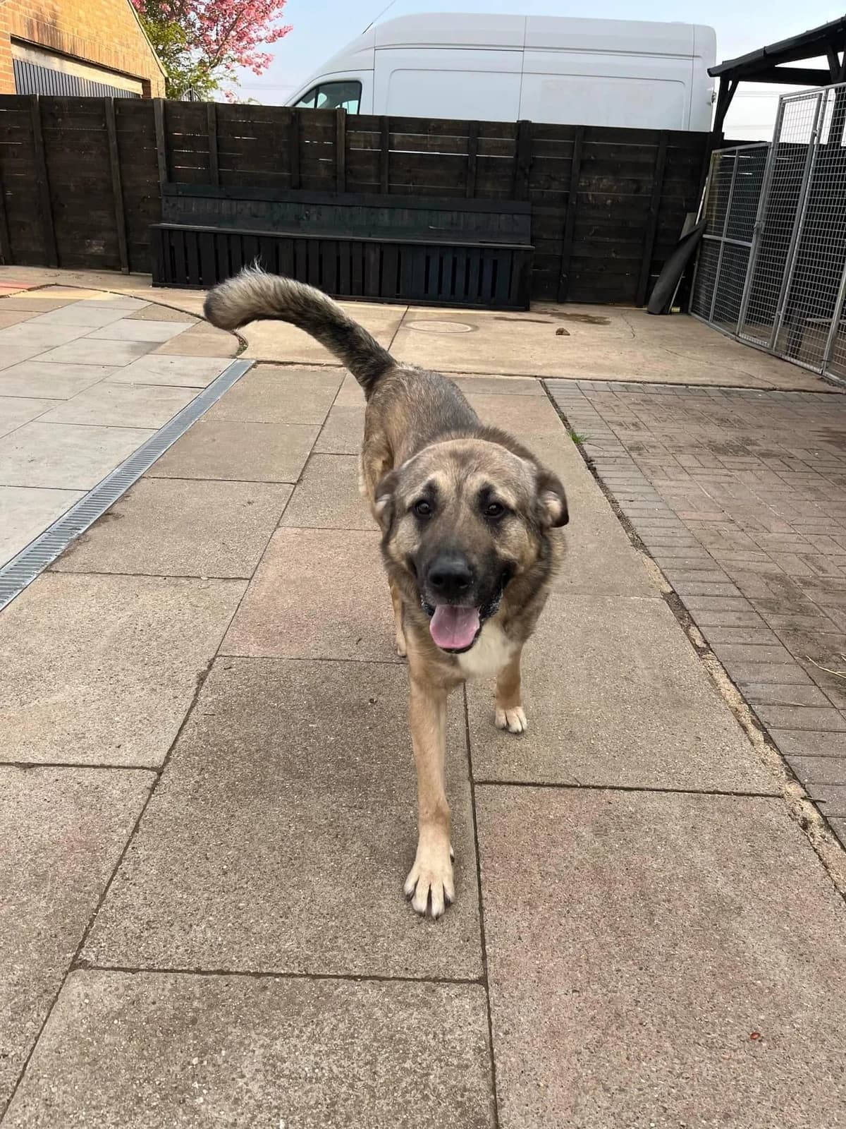 Banjo, male puppy Mixed Breed for adoption at BeKind Rescue