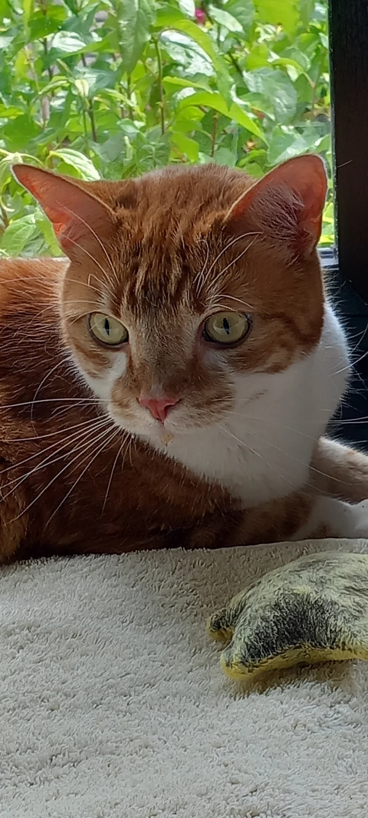 Prince, male 5yo Mixed Breed for adoption at Bentham Pet Rescue