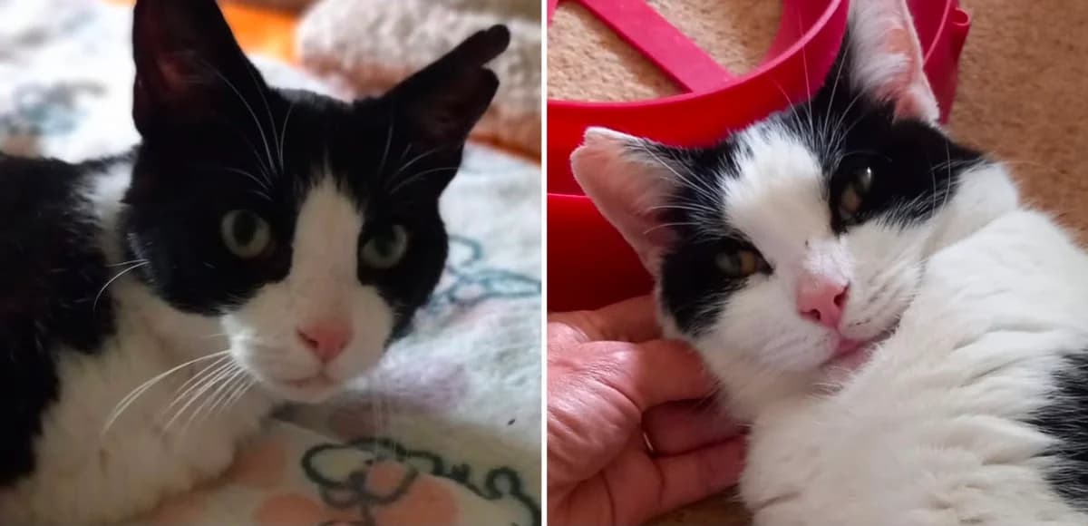 Tobi and Romeo, senior Mixed Breed for adoption at Bentham Pet Rescue