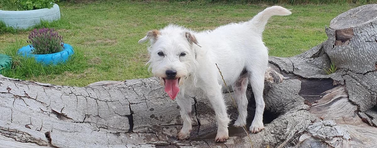 Rosie Needs Quiet Home to Enjoy Her Retirement Years, female 7yo Mixed Breed for adoption at Berwick Animal Rescue Kennels (BARK)