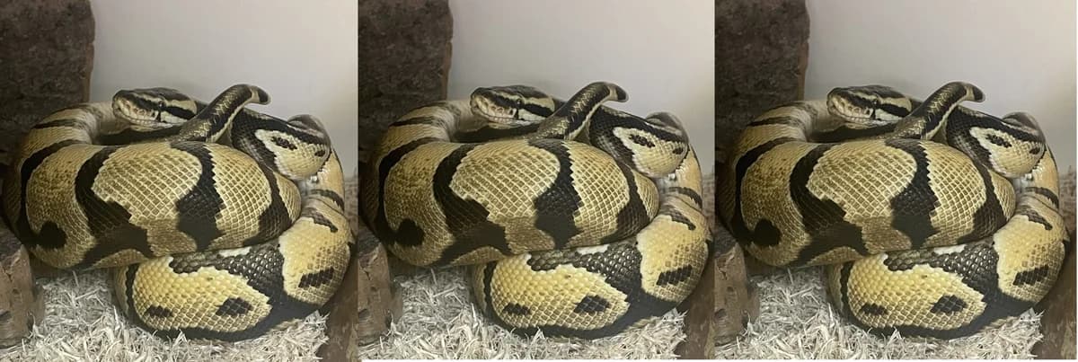 Jasper the Royal Python for rehoming, male Mixed Breed for adoption at Berwick Animal Rescue Kennels (BARK)