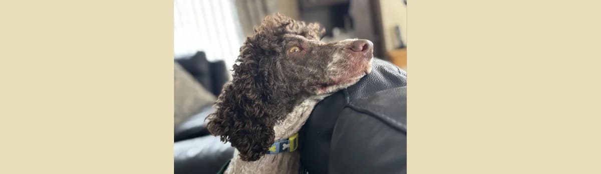 Poodle Cross Rescue Seeking a Calm, Loving home โ Ruby, female 3yo Mixed Breed for adoption at Berwick Animal Rescue Kennels (BARK)