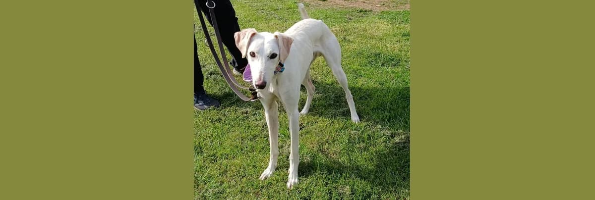 Young Rescue Dog for Adoption โ Ralf, male young Mixed Breed for adoption at Berwick Animal Rescue Kennels (BARK)
