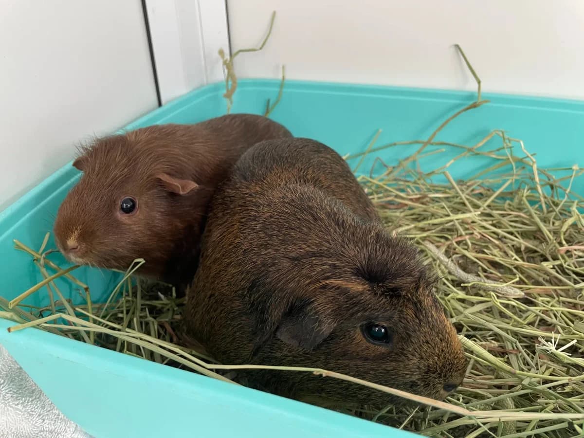 Guinea pigs for adoption, male Mixed Breed for adoption at Berwick Animal Rescue Kennels (BARK)