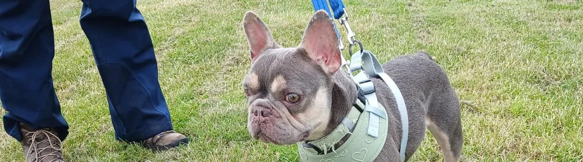 Kiwi โ Small French Bulldog for Adoption, female Mixed Breed for adoption at Berwick Animal Rescue Kennels (BARK)