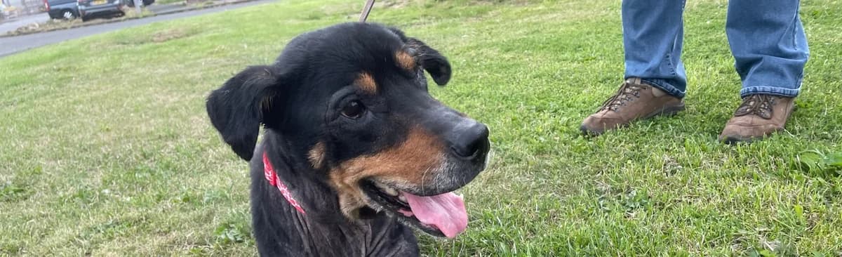 A special home needed for our remarkable girl Luna, female Mixed Breed for adoption at Berwick Animal Rescue Kennels (BARK)