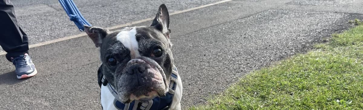 Sweet French Bulldog Nancy is looking for a loving home, female senior Mixed Breed for adoption at Berwick Animal Rescue Kennels (BARK)