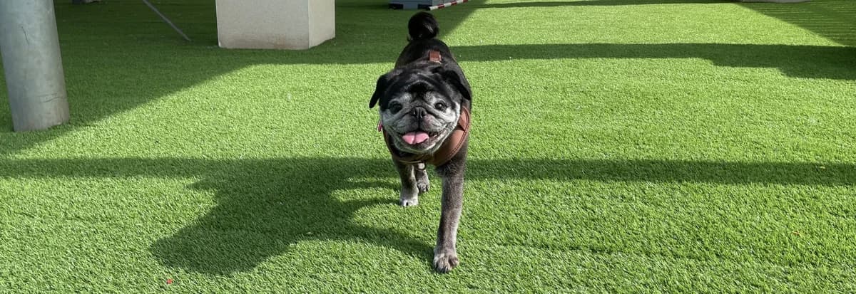 Winston, a charming Pug, male senior Mixed Breed for adoption at Berwick Animal Rescue Kennels (BARK)