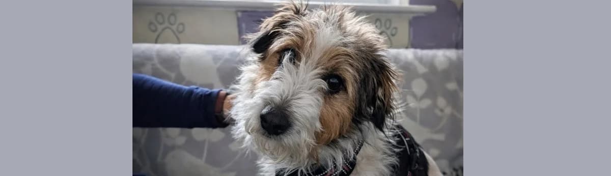 Rough Coated Jack Russel Clyde, male senior Mixed Breed for adoption at Berwick Animal Rescue Kennels (BARK)