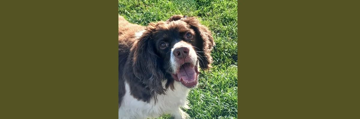 Golden Oldie Spaniel Alfie, male senior Mixed Breed for adoption at Berwick Animal Rescue Kennels (BARK)