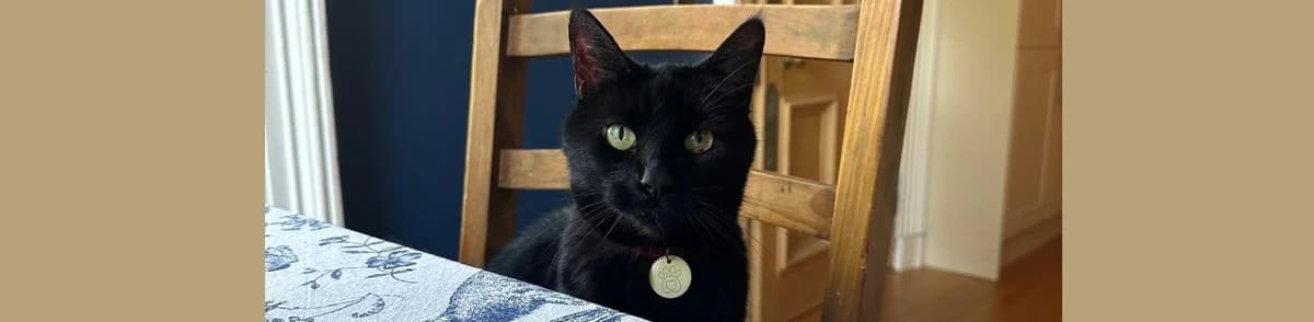 Senior Cat Minnie, female senior Mixed Breed for adoption at Berwick Animal Rescue Kennels (BARK)