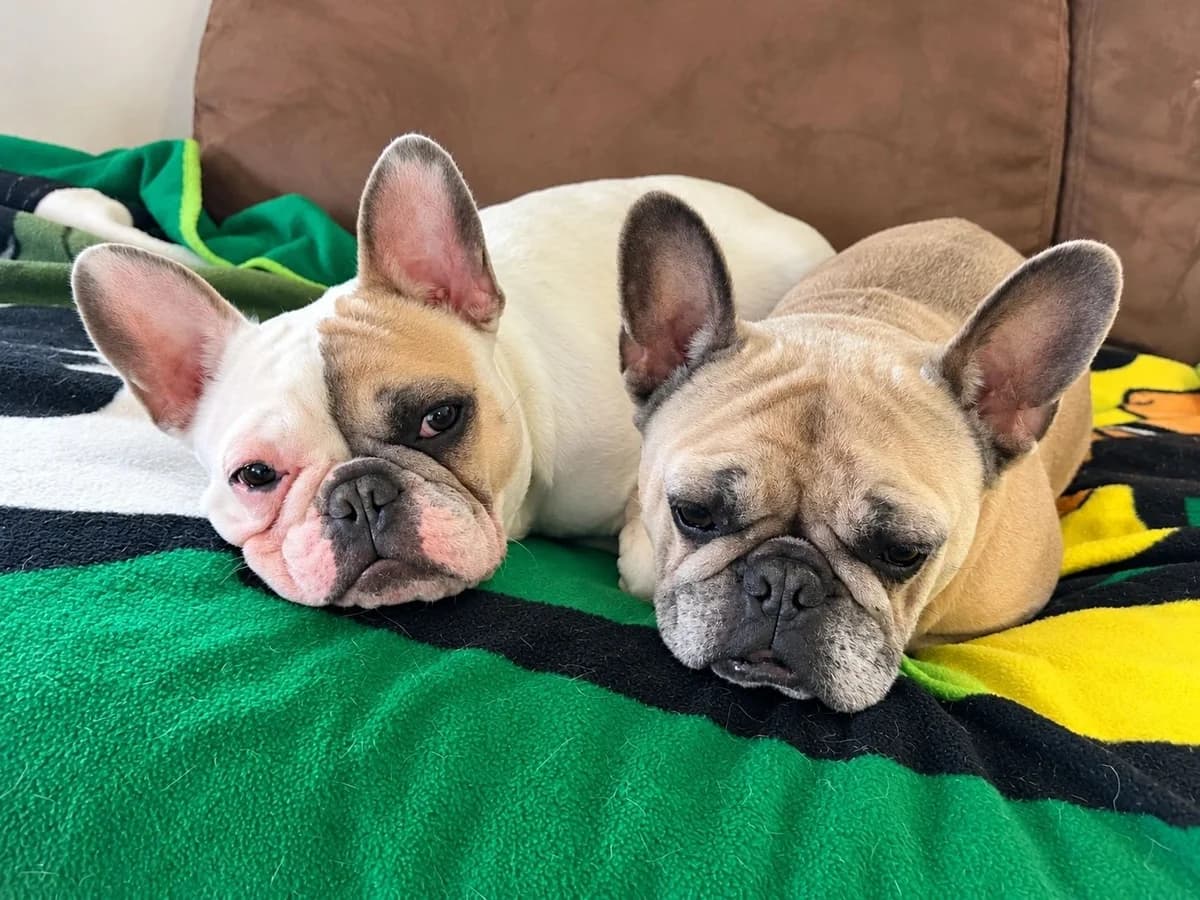 Fonty & DIXIE, female senior Mixed Breed for adoption at Best Life Dog Rescue