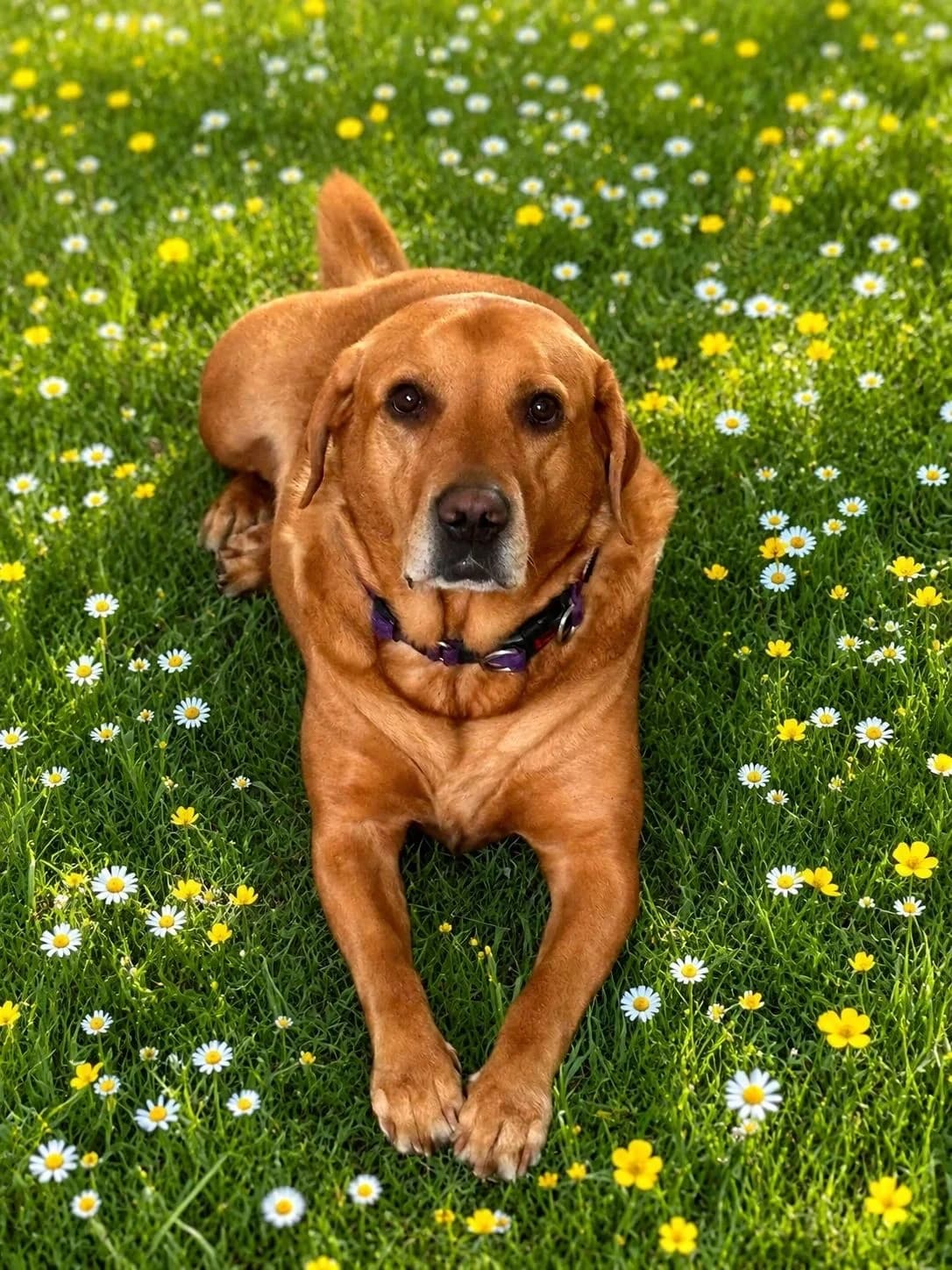 Hunter, male 7yo Mixed Breed for adoption at Best Life Dog Rescue