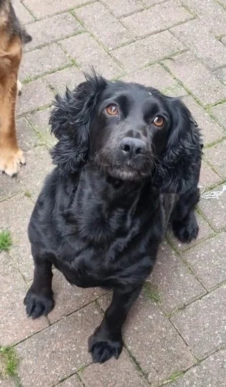 Lucy, female 6yo Mixed Breed for adoption at Best Life Dog Rescue