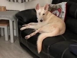 Hobbs, male 5yo Mixed Breed for adoption at Blind Dog Rescue UK